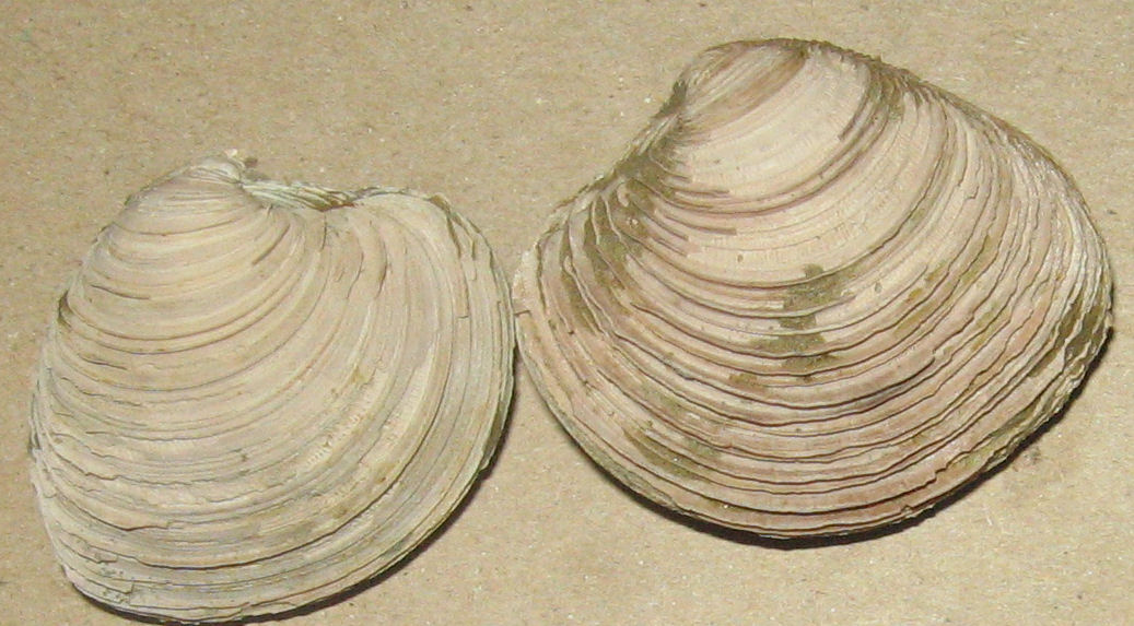 Venus (Circomphalus) casina (L., 1758)  Pleistocene - Puglia